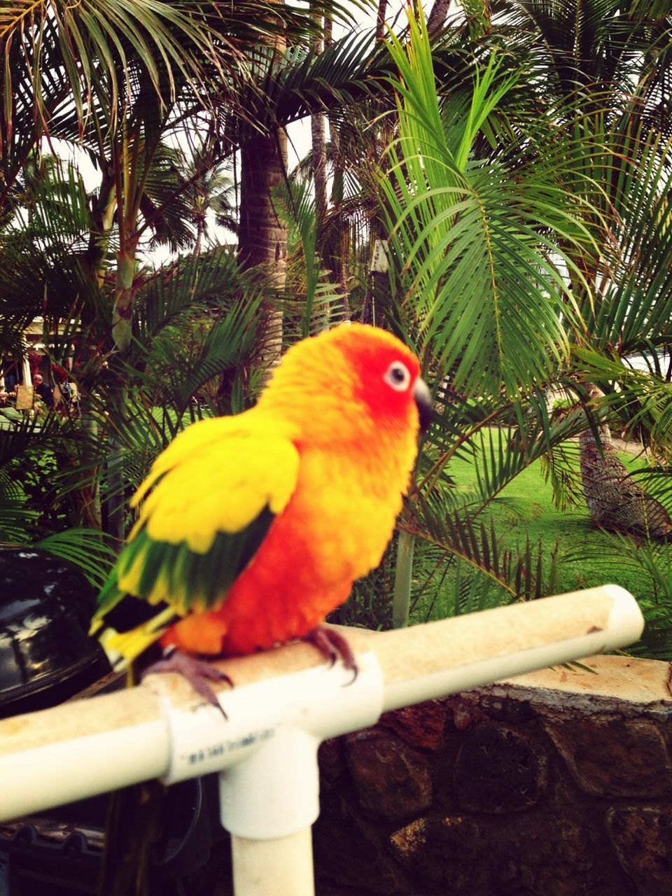 bird, animal themes, parrot, one animal, tree, animals in the wild, perching, branch, wildlife, beak, low angle view, close-up, nature, day, focus on foreground, outdoors, palm tree, cage, no people, multi colored