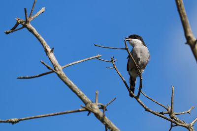 Fiscal shrike bird on tree branch lanius collaris