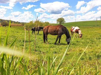 Horses grazing in a field