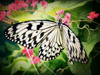 butterfly - insect
