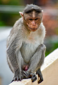 Close-up of monkey sitting on looking away