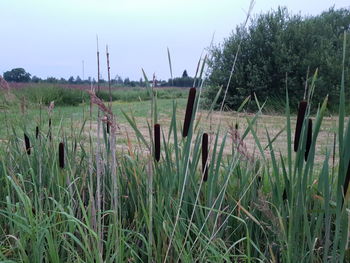 Plants growing on land against sky