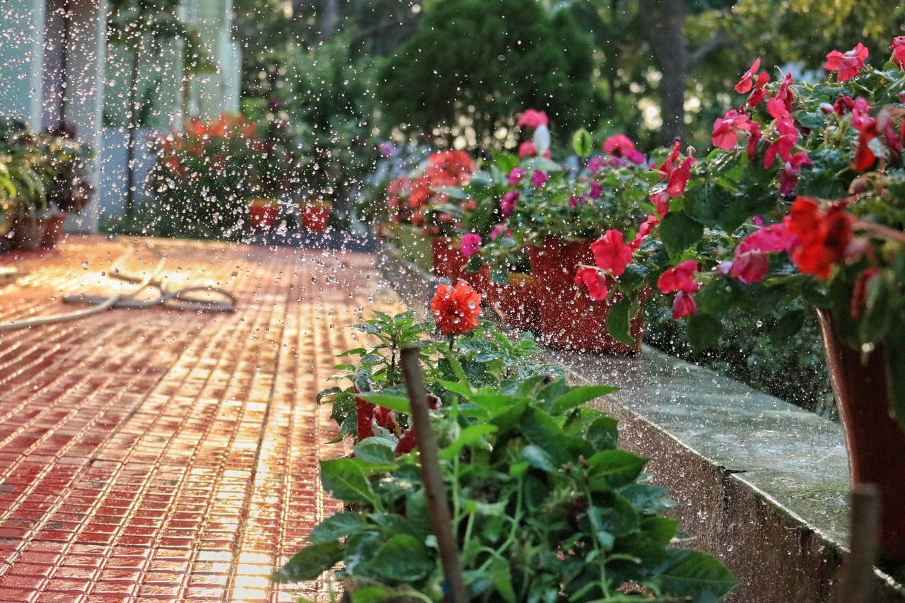WET RED FLOWERING PLANTS ON FOOTPATH BY LAKE