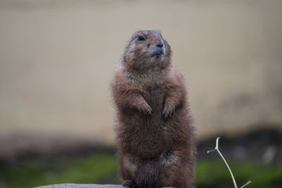 Close-up of marmot on field