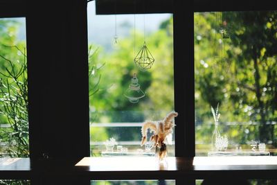 View of an animal seen through glass window