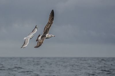 Bird flying over sea against sky