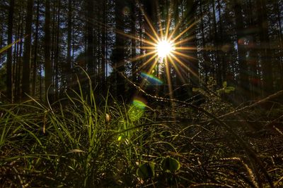 Sunlight streaming through trees in forest