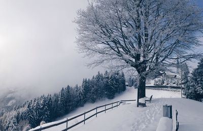 Bare tree on snow covered field