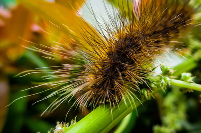 Close-up of flowering plant on field