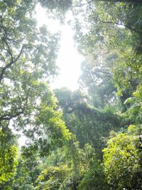 Low angle view of trees