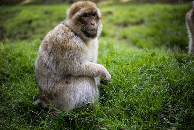 Lion sitting on grass