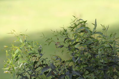 Close-up of plants growing on field