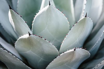 Close-up of succulent plant