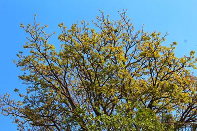 Low angle view of flowering tree against blue sky