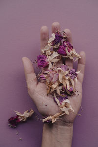 Edible fuchsia flowers in hand on purple background.