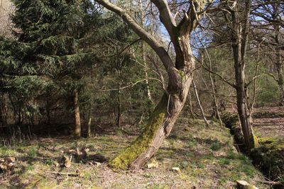 Trees in forest