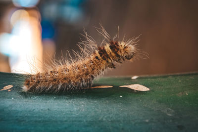 Close-up of caterpillar on plant