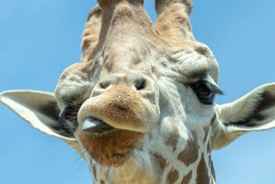 Close-up of giraffe against clear sky