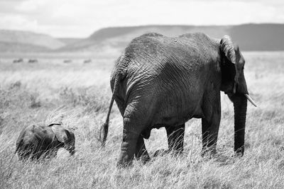 View of elephant on field