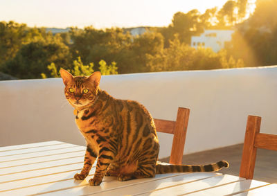 Portrait of cat sitting on table