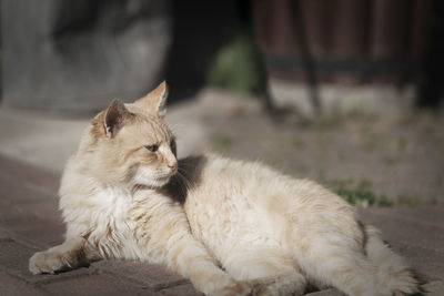 Domestic cat portrait. ginger cat animal. selective focus with blurry background.