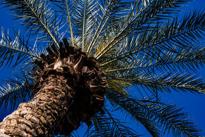 Low angle view of palm trees against blue sky