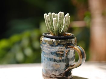 Close-up of succulent plant on table