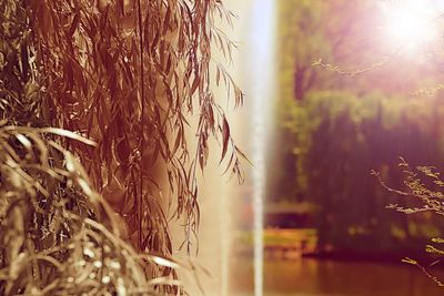 Close-up of wheat growing on field against sky
