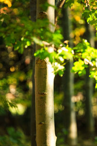 Close-up of bamboo tree trunk