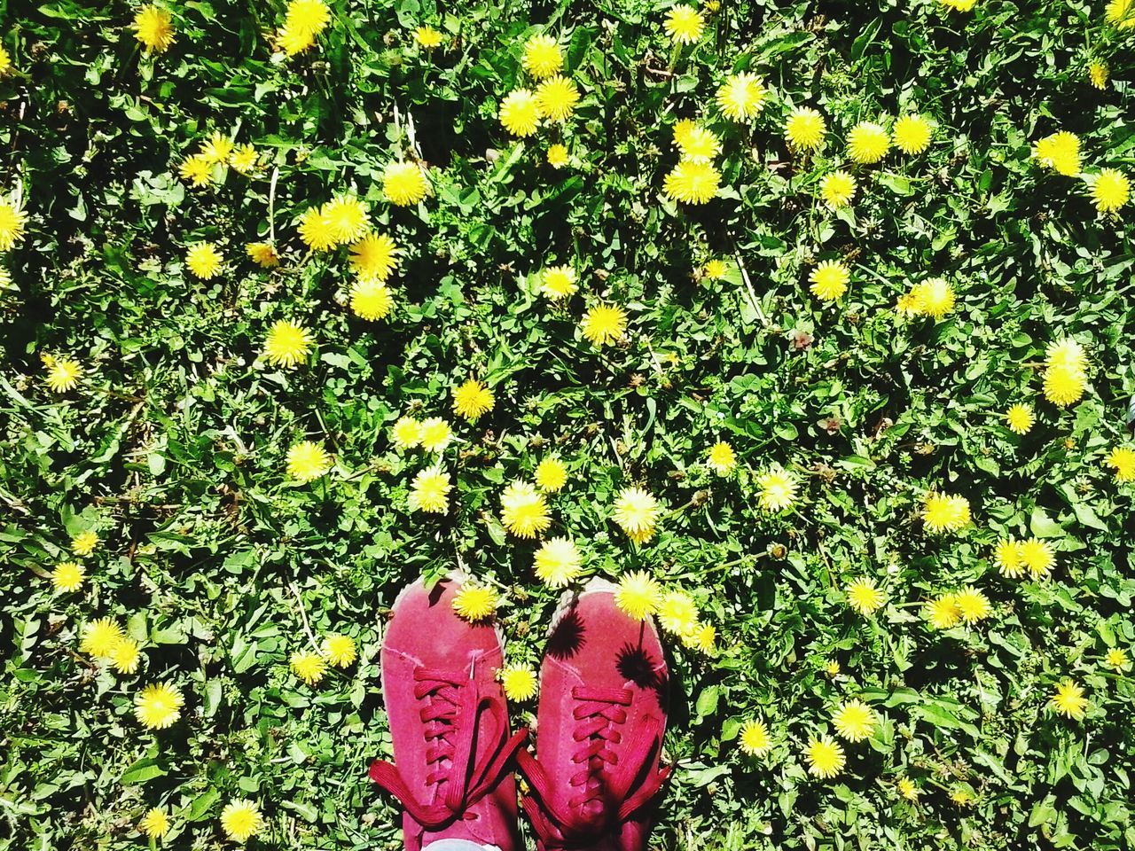 low section, standing, shoe, personal perspective, real people, one person, human leg, outdoors, day, nature, beauty in nature, close-up, people