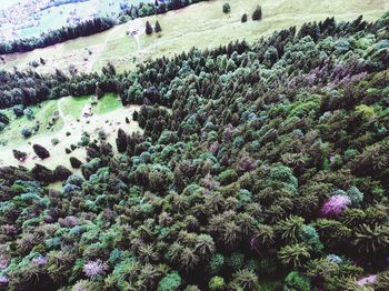 Trees on landscape