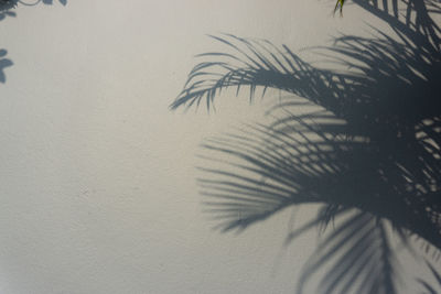 Close-up of palm tree against wall