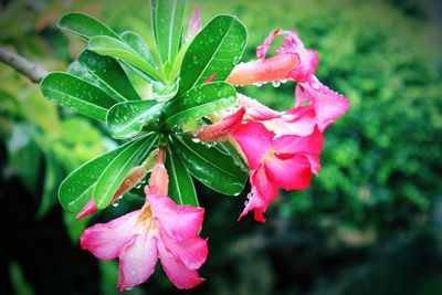 Close-up of pink flowers