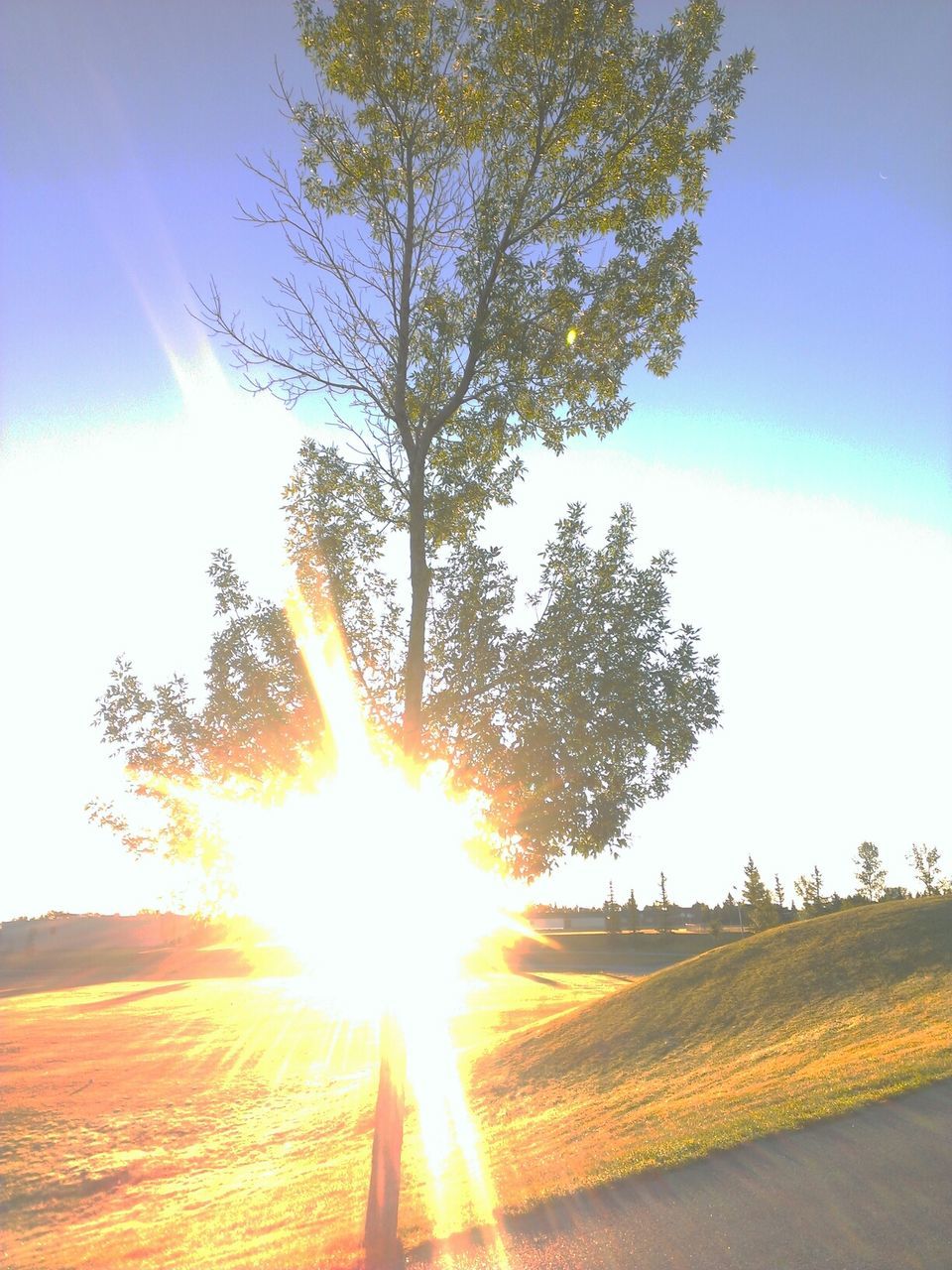 sun, sunbeam, sunlight, lens flare, tree, tranquility, landscape, tranquil scene, sky, nature, scenics, beauty in nature, sunset, field, bright, sunny, back lit, growth, idyllic, non-urban scene