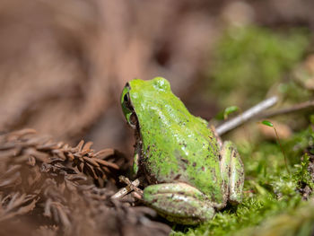 Close-up of frog on plant in field