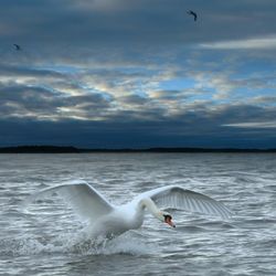 Swans swimming in sea against sky