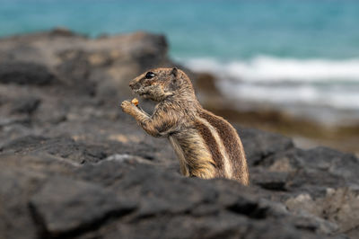 Barbary ground squirrel, atlantoxerus getulus, is endemic to the atlas mountains in morocco