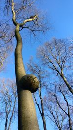 Low angle view of bare tree against blue sky