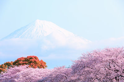 Scenic view of trees against snowcapped mountains