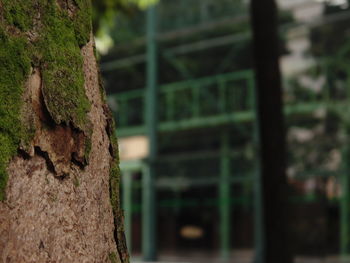 Close-up of tree