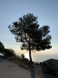 Silhouette tree by rocks against sky during sunset