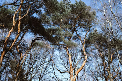 Low angle view of bare trees in forest