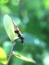 Close-up of dragonfly on leaf