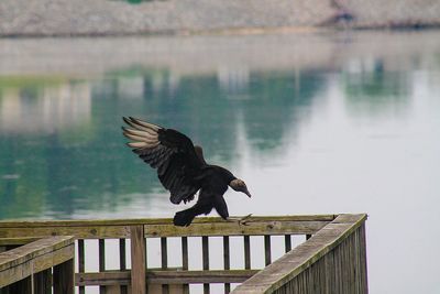 Vulture landing on pier by lake