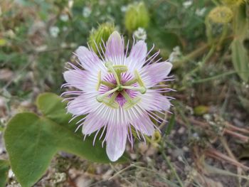 Close-up of purple flower blooming in field