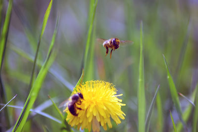 Close-up of bee pollinating and flying on yellow flower