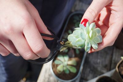 Close-up midsection of woman cutting succulent plant