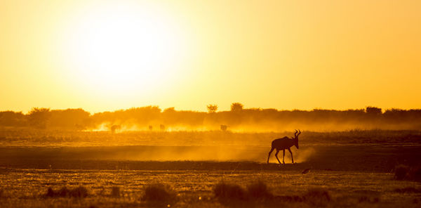 Africa sunset landscape with silhouetted impala walking on the dusty ground in botswana, africa