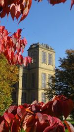 Red flowering plants by building against sky