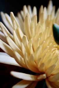 Close-up of white flower